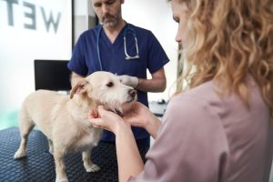 vet examine dog in clinic with client vet examine dog in clinic with client