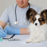Vet examine a dog