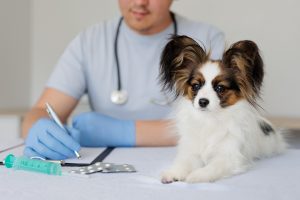 Dog in vet clinic with pills and syringe Vet examine a dog