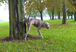 Dog urinating in the park Dog urinate in the park