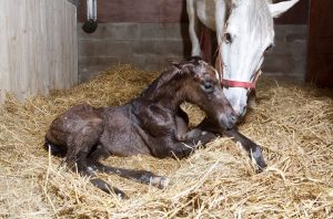 Horse and foal in stable