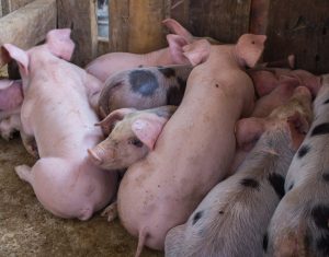 Pigs together in shed Groups of pigs in a shed