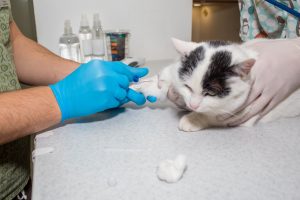 Cat with peripheral intravenous venous catherter Cat being placed with a PIVC