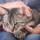 Cat sitting on owner's lap