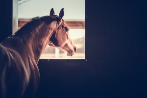 horse looking out of stable Horse looking out of a stable