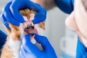 Cat with mild gingivitis Cat with mild gingivitis
