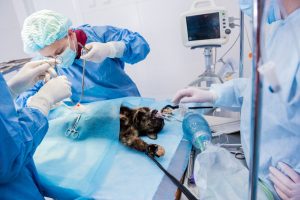 anaesthesised cat in surgery Anaesthesised cat in surgery