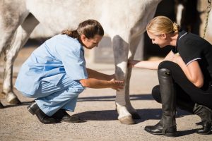vet bandaging a horse leg vet bandaging a horse leg