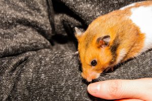 Hamster and its owner Owner holder a hamster