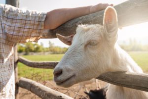 goat in a field Goat in a field
