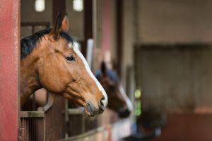horse in a stable Horse in a stable
