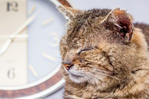 an old cat An old cat