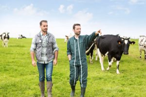 vet and cattle farmer walking in the field vet and farmer walking in a field