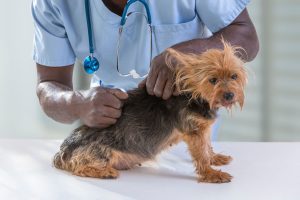 vet examining a dog Vet examining a dog