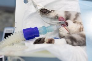 Cat in surgery connected to the anaesthetic machine Cat in surgery connected to the anaesthetic machine