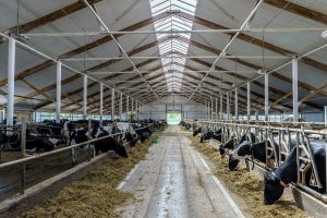 Lots of cows in a shed Lots of cows in a shed