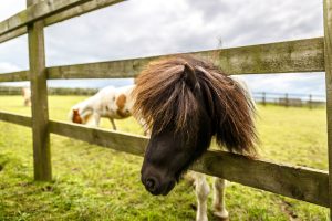 Ponies grazing in a field with fence Ponies grazing in a field with fence
