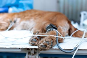 dog under anaesthesia showing feet not wrapped up dog under anaesthesia showing feet not wrapped up