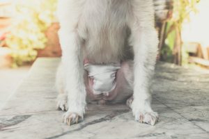dog with dressing in a place for a spay dog with dressing in a place for a spay