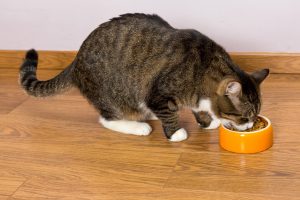 Grey cat eating from a bowl of dry food Grey cat eating from a bowl of dry food