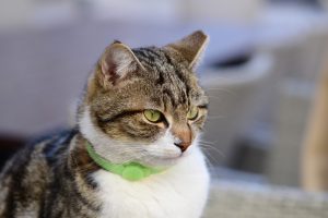 Indoor cat wearing a collar Indoor cat wearing a collar