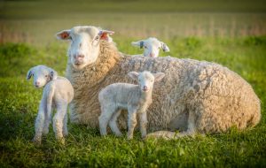 Sheep and three lambs in a field Sheep and three lambs in a field