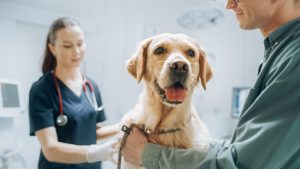 vet examine dog with owner present vet examine dog with owner present