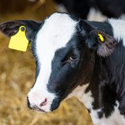 Calf standing in a barn