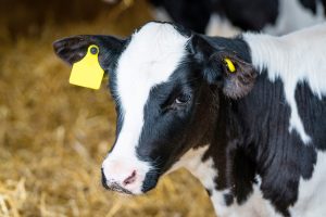 Black and white calf standing in a stable Calf standing in a barn