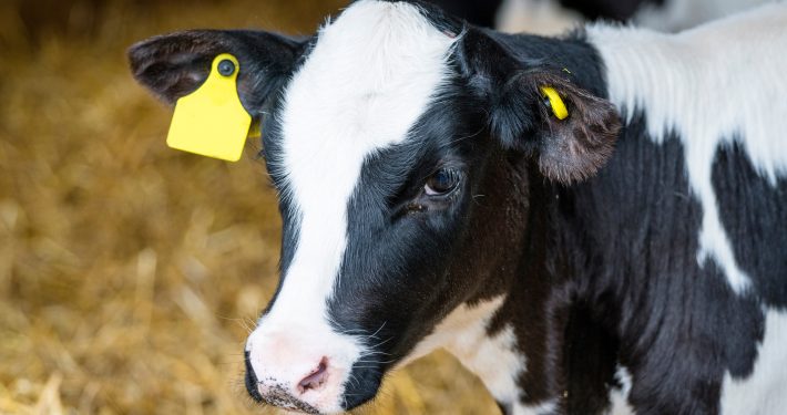 Calf standing in a barn