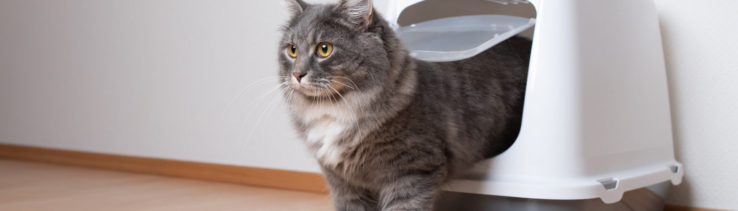 Cat coming out of litter tray