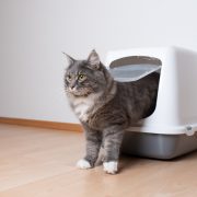 Cat coming out of litter tray