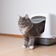 Cat coming out of litter tray