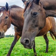 Horses in a field