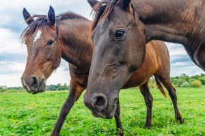 Horses standing in a field Horses in a field