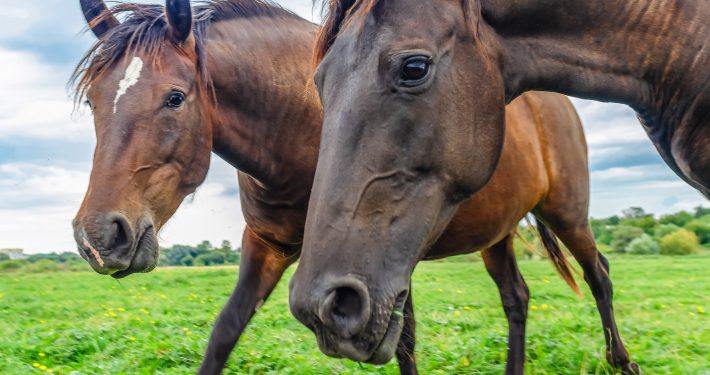 Horses in a field