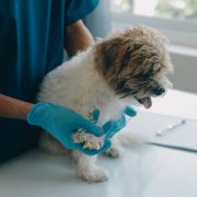 Vet examining a small dog