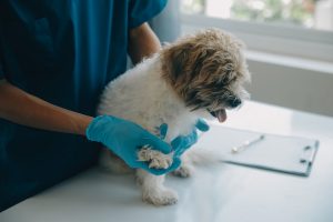 Vet examining a small dog Vet examining a small dog