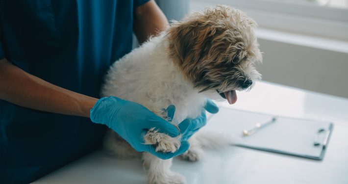 Vet examining a small dog