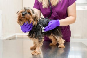 Vet listening to the heart of a small dog Vet listening to the heart of a small dog