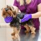 Vet listening to the heart of a small dog