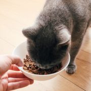 Owner feeding a cat