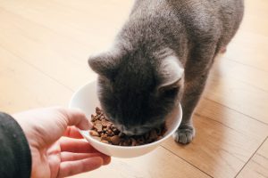 A man hands a bowl of dry food to a cat Owner feeding a cat