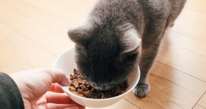 Owner feeding a cat